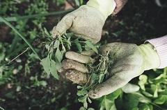 hands in gardening gloves holding plants over soil