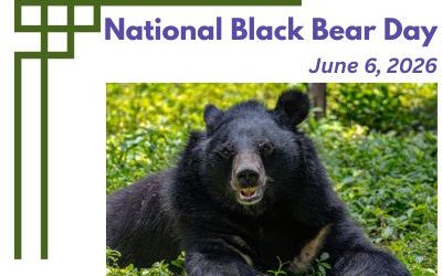 National Black Bear Day | June 6, 2026